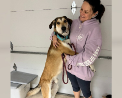 Dog Returned Just 30 Minutes After Adoption For Being ‘Too Big’ — Then Rescuers Step In To Show His True Worth