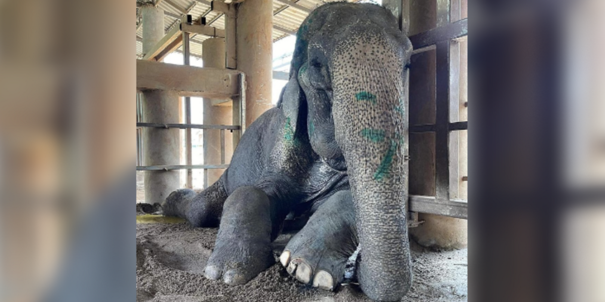 After 80 Years Of Standing, Rescued Elephant Finally Lies Down To Rest