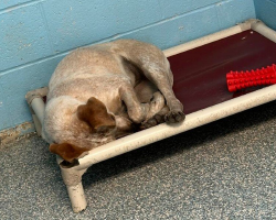 Dog Shuts Down In Her Kennel When Her Only Friend Finds a Home Without Her