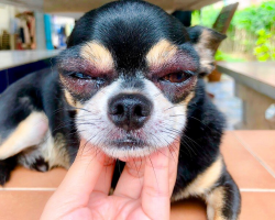 Your Dog Just Got Stung by a Bee — Here’s Exactly What an Emergency Vet Says to Do