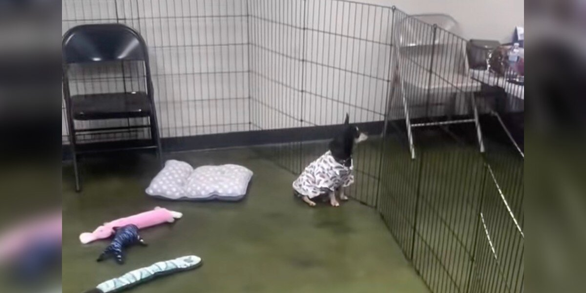 Every Dog At The Adoption Event Found A Home — Except For Her