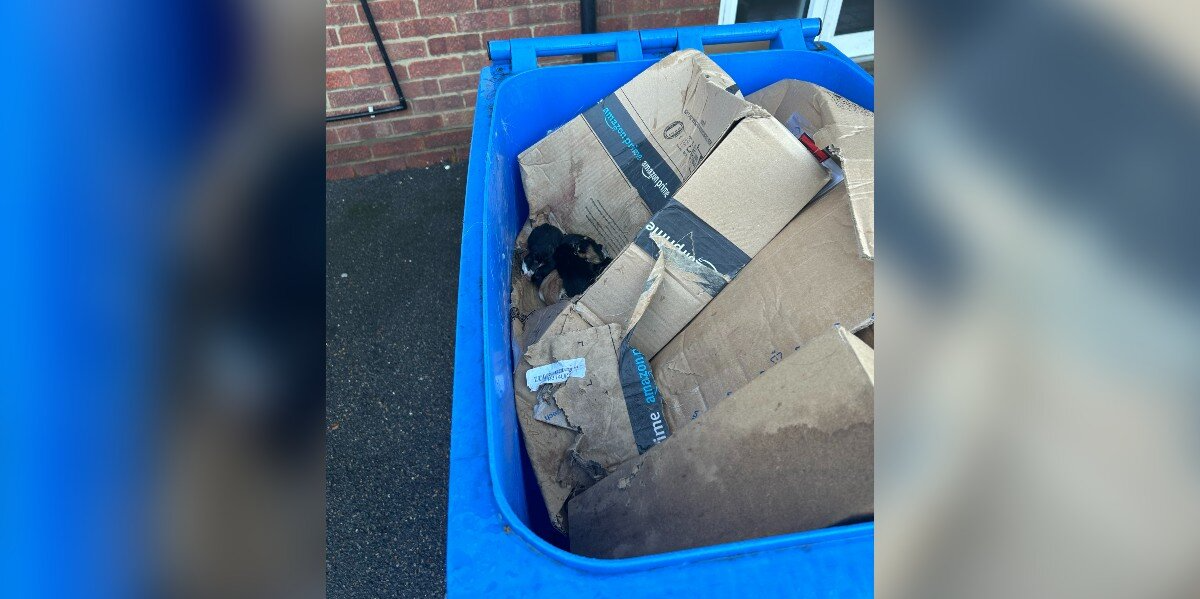 Trash Collectors Stop In Their Tracks When They See Something Moving Inside The Bin