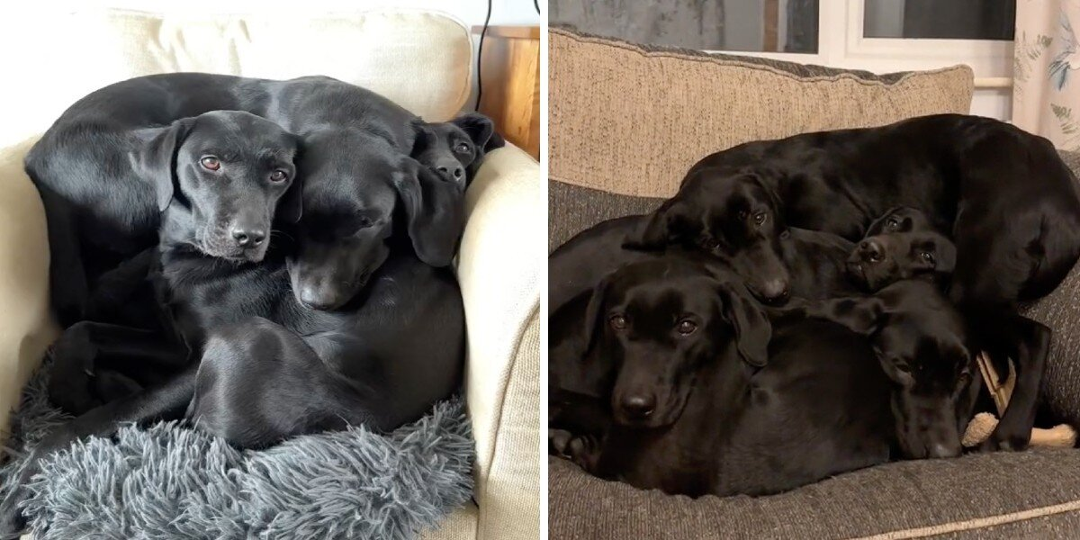 People Can’t Stop Arguing Over How Many Dogs Are In This ‘Living Optical Illusion’