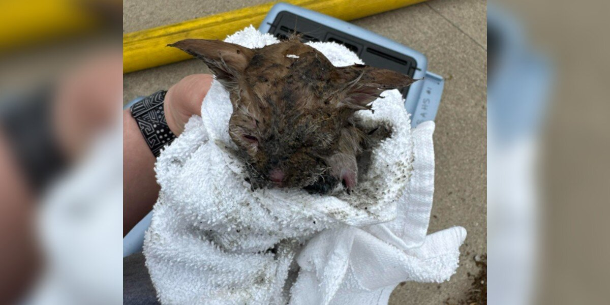 Kitten Rescued From Fire Defies The Odds — And Shows The World Just How Special She Is