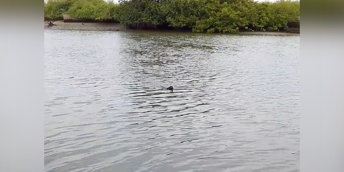 Fisherman Spots Someone Swimming Toward Him — And Gains a Lifelong Friend