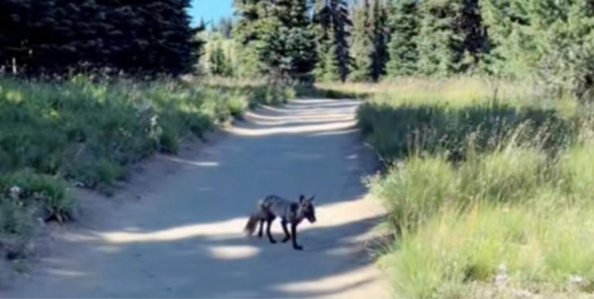 Hiker Stunned To Realize The 'Coyote' She Met On A Trail Was One Of Only 50 Left In The World