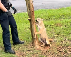 Coyote With Paw Stuck In A Tree Never Expected People To Be So Kind