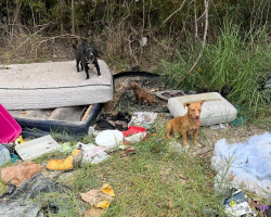 Woman Finds Entire Dog Family ‘Thrown Away’ In The Trash — And Gives Them A Second Chance At Life
