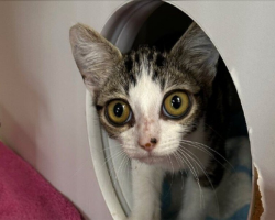 Shelter Cat With Enormous ‘Cartoon Eyes’ Wins Everyone’s Heart — And The Perfect Name