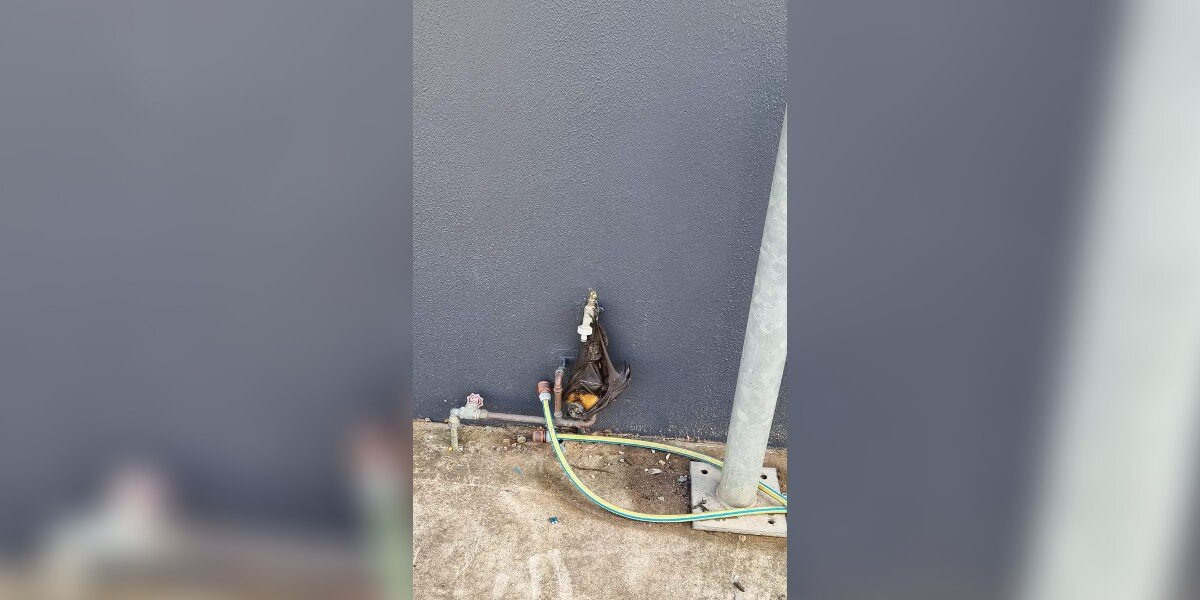 Helpless Bat Hangs From Water Tap, Hoping Someone Will Notice