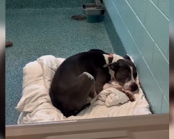 Shelter Dog Has Spent 3 Long Years Curled Up In Her Kennel, Still Waiting To Be Chosen