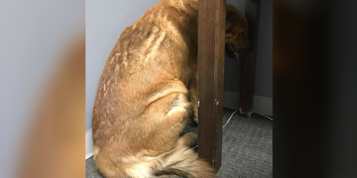 Dog Loses His Person And Refuses To Look At Anyone — Until One Man Changes Everything