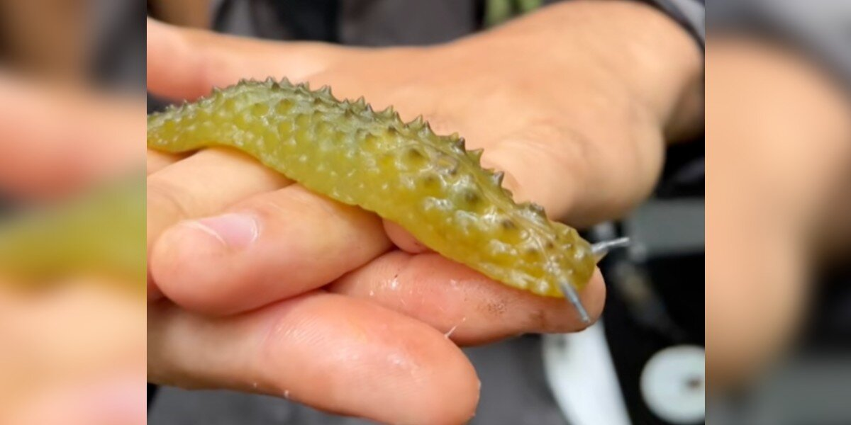 Wildlife Photographer Does A Double Take After Spotting A ‘Moving Pickle’ In The Woods