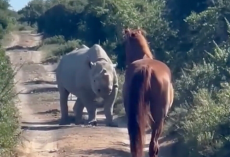 Horse and Wild Rhino Share a Rare Moment — And Everyone Walks Away Amazed