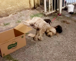 Rescuers Rush To Help Dog Found Chained To Railing Beside A Box Of Tiny Puppies