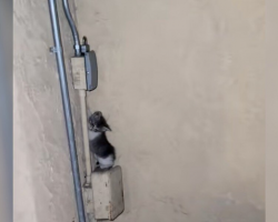 Woman Hears ‘Screaming’ At 1 A.M. — Then Spots A Baby Standing On An Electrical Box