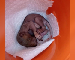 Tiny Pink Baby Found in Yard — Woman Waits for a Miracle