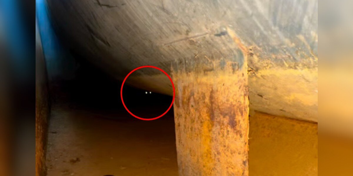 Rescuers Spot Glowing Eyes Inside A Fuel Drum — And Realize Tiny Lives Are Trapped Below