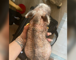 Hairless Baby Rescued From Basement Blossoms Into A Furry, Joyful Pig