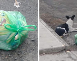 Dog Left On The Road With All Her Belongings Can’t Understand Why Her Family’s Gone