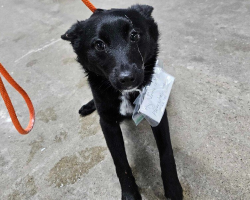 Shoppers Spot a Dog Wandering Alone in a Parking Lot — Then Notice the Heartbreaking Note Around Her Neck