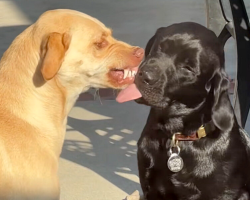 Socially Awkward Dog Learns To Embrace Her New Brother’s Over-The-Top Affection