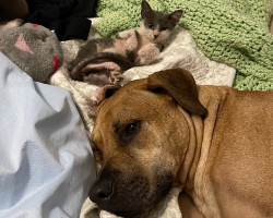 Terrified Rescue Dog Finally Finds the Courage to Step Outside — Thanks to a Tiny Kitten