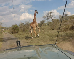 Rescuers Spot Something Strange On Giraffe’s Foot — Then Realize She’s In Serious Trouble