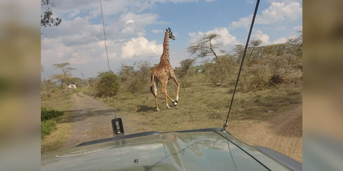 Rescuers Spot Something Strange On Giraffe’s Foot — Then Realize She’s In Serious Trouble