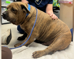 Dog With The Saddest Eyes Transforms After Losing 45 Pounds — And Finds His Joy Again