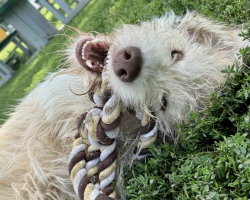 Shelter Hopes To Find The Perfect Home For This ‘Frat Boy’ Dog With A Heart Of Gold