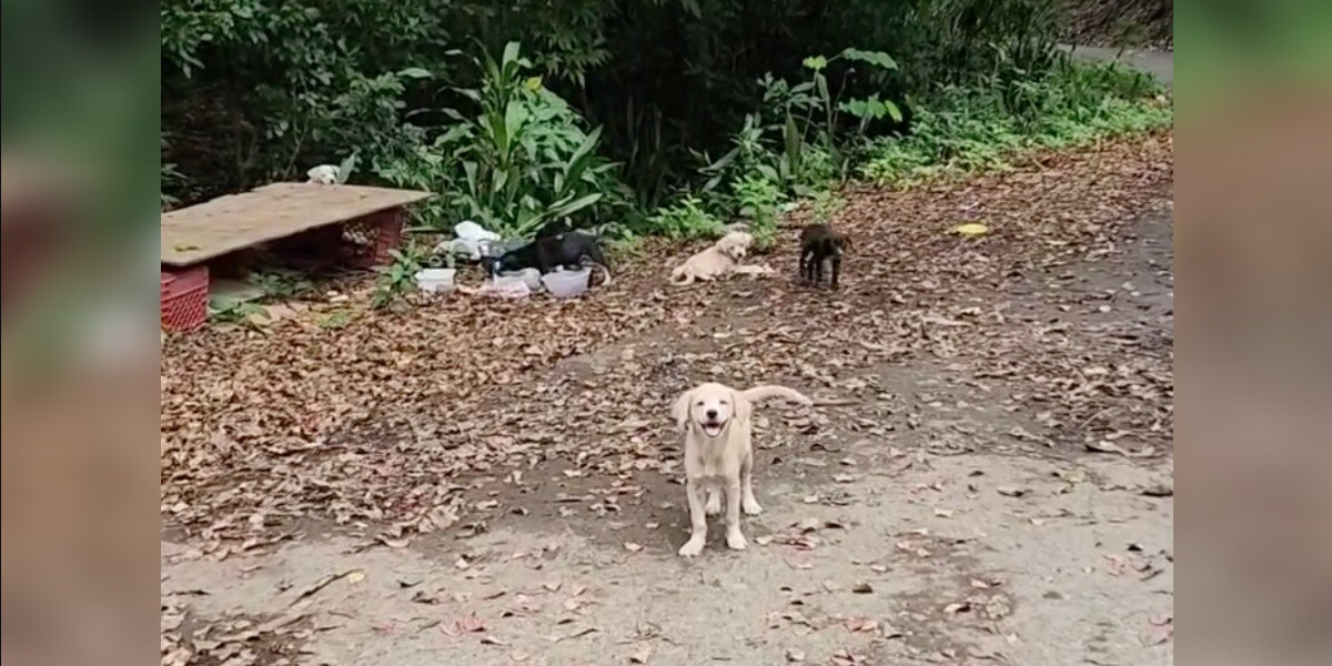 Tiny Pup Cries For Help On The Roadside — Then Rescuers Realize He’s Not Alone