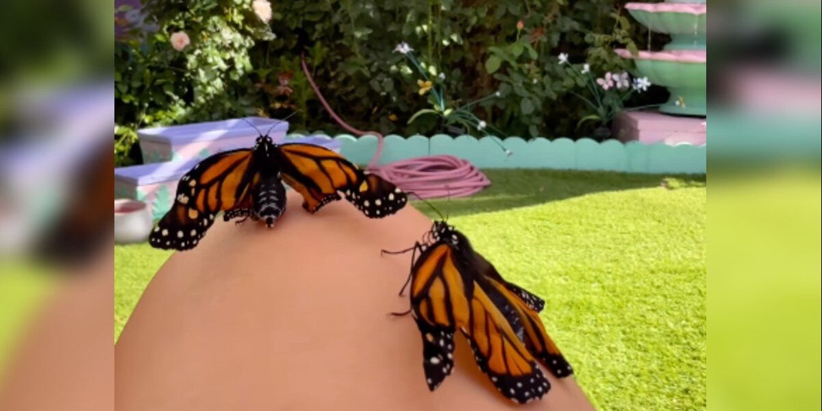 Butterflies With Broken Wings Get To ‘Fly’ Again — Thanks To A Gardener’s Love