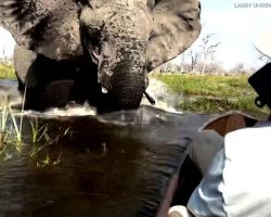 Tourists Share Harrowing Escape After Elephant Charges Canoe During Safari