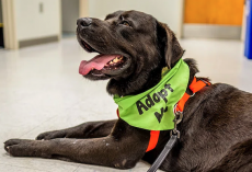 How Much Does It Really Cost to Adopt a Rescue Dog?