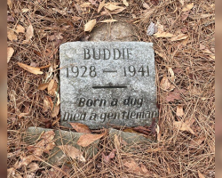 Man Discovers 80-Year-Old Dog Grave Hidden In The Woods — And Can’t Stop Thinking About It