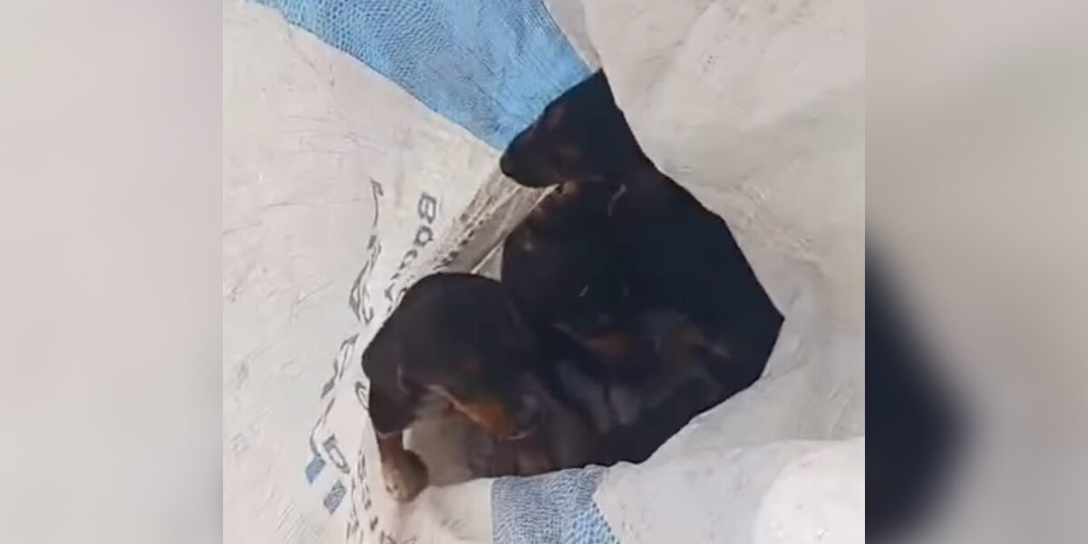 Driver Spots a Trash Bag on the Road — And Finds It Moving