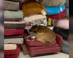 Sleepy Stray Pup Sneaks Into Pet Store — And Picks the Perfect Bed for a Nap