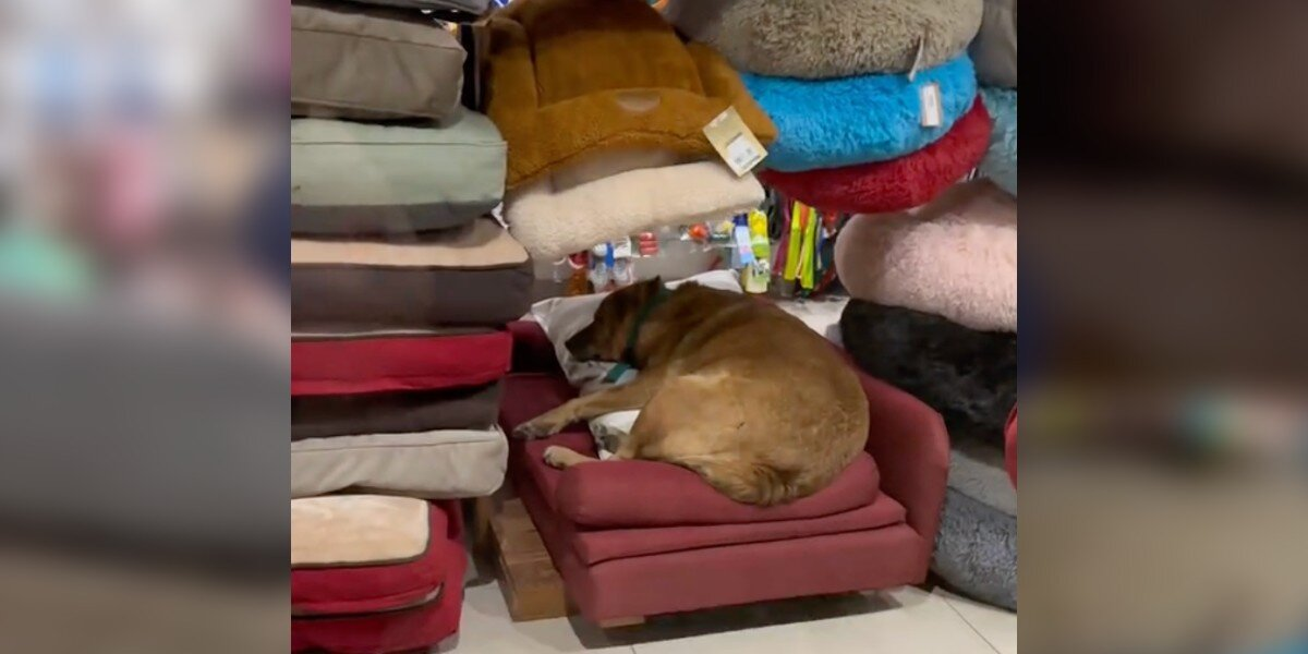 Sleepy Stray Pup Sneaks Into Pet Store — And Picks the Perfect Bed for a Nap