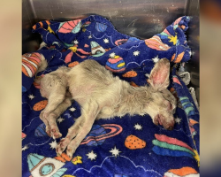 ‘Unresponsive’ Shelter Dog Opens His Eyes — And Rediscovers Life After One Night of Love