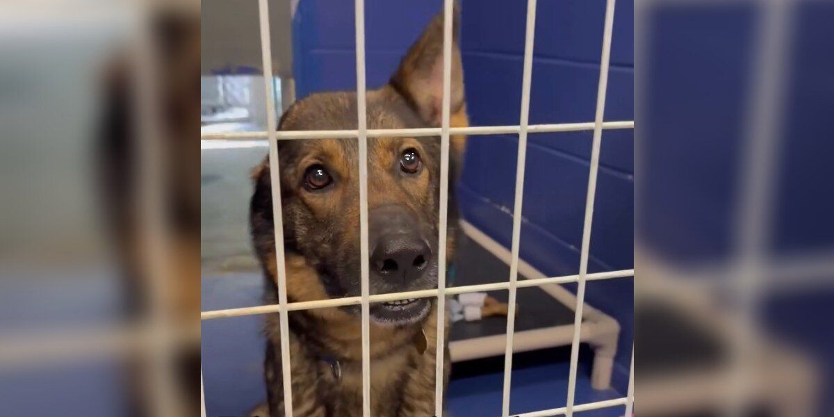 ‘Unicorn’ Dog Waits All Day For Someone To Choose Her — Then Gets The Happy Ending She Deserves