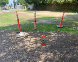 Woman Spots Elderly Dog Lying Beside A Cone — Then Realizes The Heartbreaking Truth