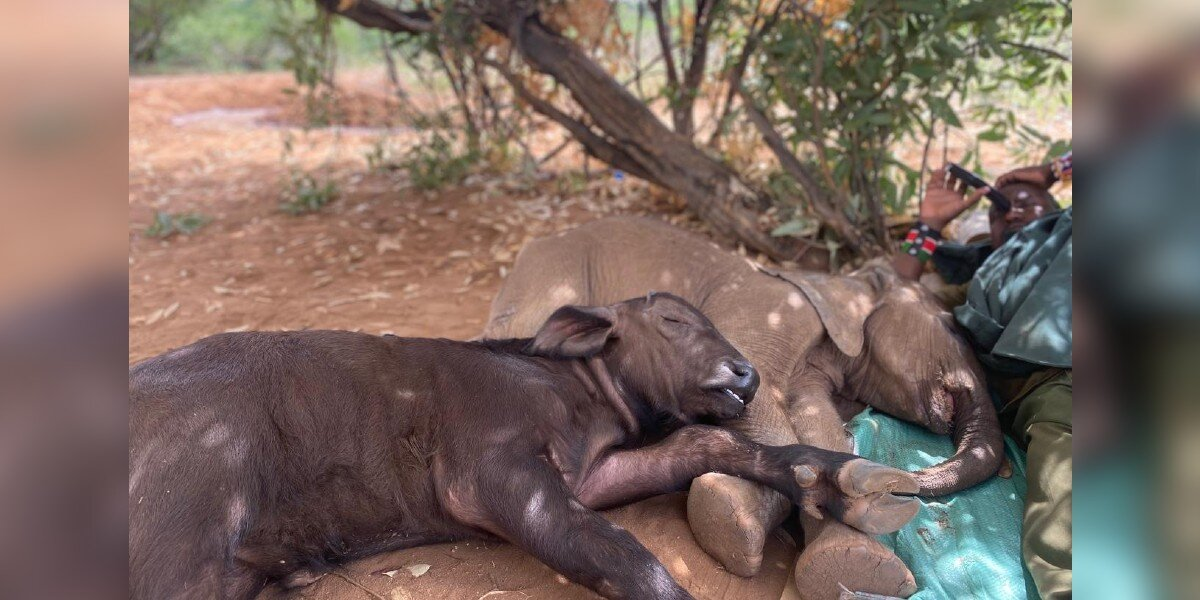 Lonely Baby Elephant Finds an Unlikely Best Friend — An Orphaned Buffalo