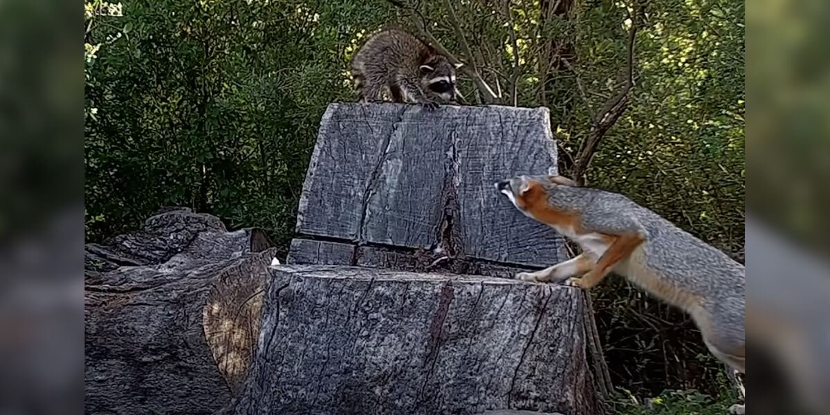 Baby Raccoon Accidentally Crawls Into A Fox Den — And What Happens Next Is Unbelievable
