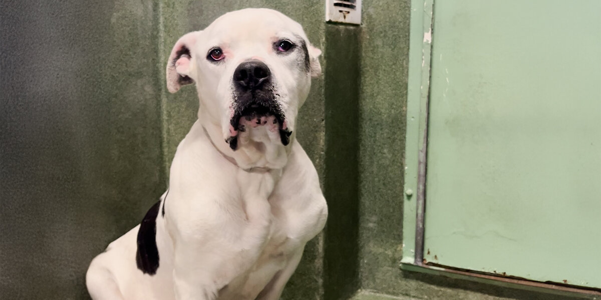 Neglected Pittie No One Wanted Turns Out To Be the Sweetest Boy Ever