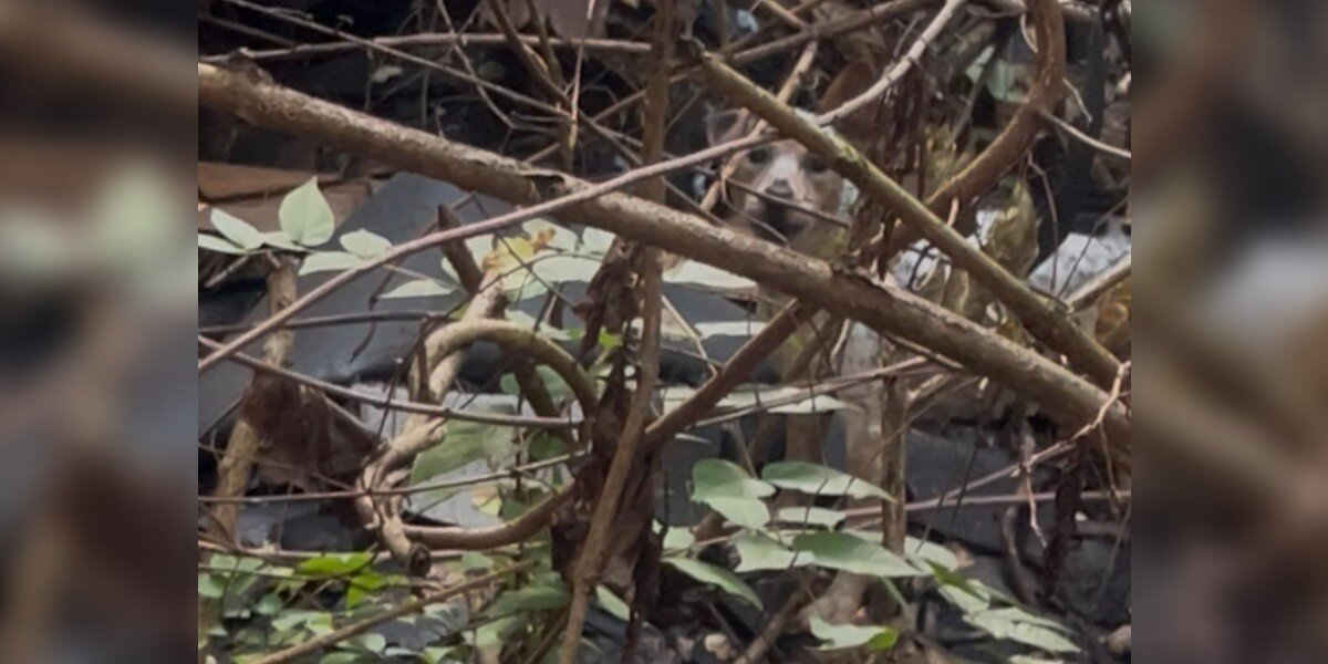 Rescuer Hears Barking Inside Collapsed House — And Finds Someone Trapped Beneath the Rubble