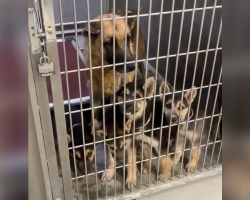 Mama Dog Watches All Her Puppies Get Adopted — Then Waits Alone, Heartbroken