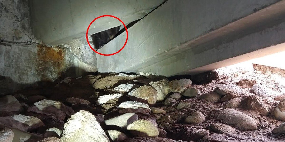 Hospital Security Guard Spots Tiny Bear Hiding Alone In Parking Lot Corner