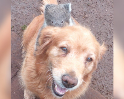 Man Steps Outside To Find A Lost Baby Hitching A Ride On His Golden Retriever’s Back