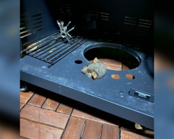 Woman Left Speechless After Discovering Who’s Stuck Inside Her Barbecue